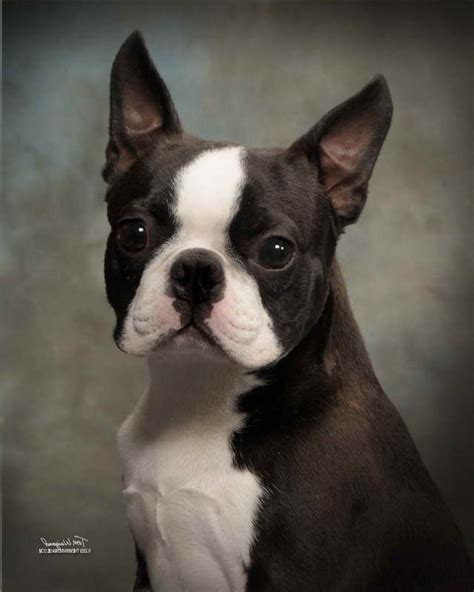 They're compact and muscular but good-natured and adjust well to different kinds of homes. . Boston terrier near me for sale